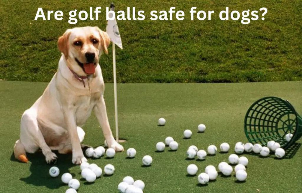 Are golf balls safe for dogs?
